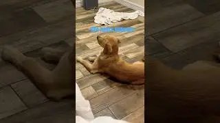 She hears popcorn popping! #goldenretriever #love #popcorn