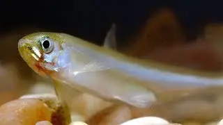 Delta Smelt Nearing Extinction | Los Angeles Times