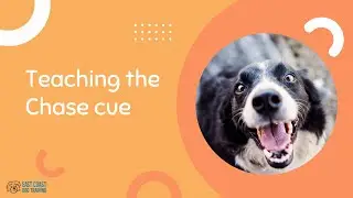 How to stop your dog chasing cars
