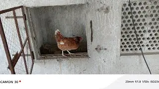 Fowlpox, Worms & Infection Diseases Full Treatment Egg Problems Explained Live M Asif Chicks Farming