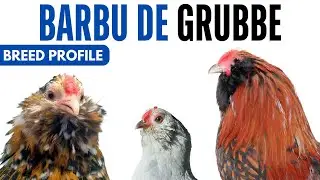 Barbu de Grubbe Chicken Breed Profile History Health Issues - Barbu de Grubbe Egg Ratio Lifespan