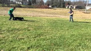 Frost kennels unica bite and recall