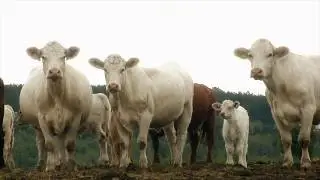 Production de bovins laitiers et de veaux d'embouche - Ferme GMR Bic