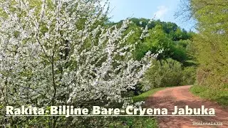 RAKITA-- BILJINE BARE --CRVENA JABUKA 14.5 .2022.