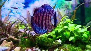 Discus Aquarium | Planted Setup | Community Aquarium | Tetra | Rainbow | Shrimp