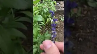 MealyCup Sage