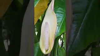 Giant Swamp Taro Flower #shorts #giantswamptaro #plants #flowers