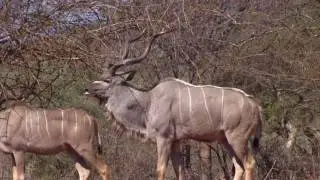 Large Kudu bull tending a cow