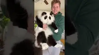 &laquo;Мой кот&hellip; или панда? 🐼😳&raquo;