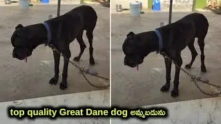 top quality great dane dog for sale in telugu/ 99516 26889 /aj pets
