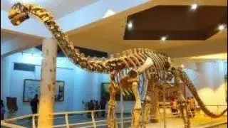 Real dinosaur skeleton video. By zafar #shorts