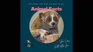 Animal Facts - Slow Loris