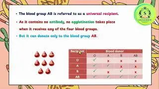 Grade 11 Biology Chapter 5 Continuation of Life _ 5.2.3  Multiple Alleles_ 5.2.4 Sex Determination