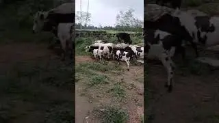 For Sale: 6 Muturu Cattle (West African Dwarf) - Pregnant Cows, Heifer, Bulls - Abeokuta