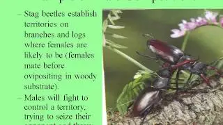 Mating Systems