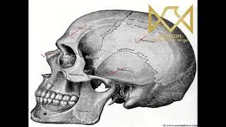 Skull - Norma lateralis & Mandible - Anatomy - GIT - Dr Omar Medhat - Meeting 1