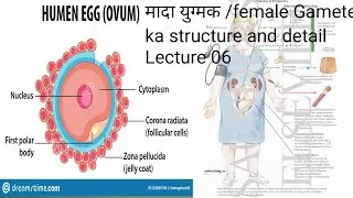 मादा युग्मक /female gamete for class 12