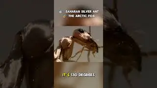 Most resilient animals on earth
