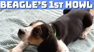 Adorable Beagle Puppy's First Epic Howling Moment!