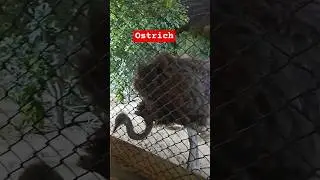 danzoo