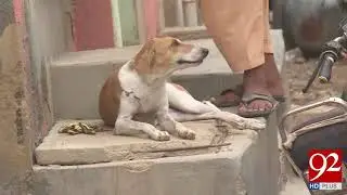 Citizens worried due to stray dogs in Karachi | 7 Sep 2018 | 92NewsHD