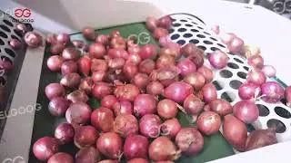 Onion Grading and Sorting Machine Line - GELGOOG