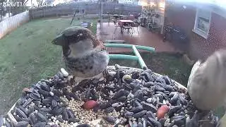 Best Time of Day for Birdwatching on Your Netvue Birdfy Feeder