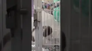 Как приучить взрослую ласку к туалету/ ласка меняет цвет шубки на белый #ласка