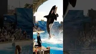 What Did They Do To This Orca? 😭💔 #orca #wildlife #shortfilm