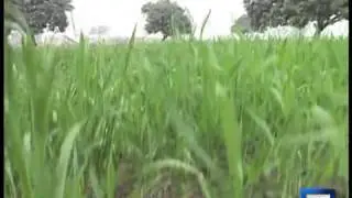 Dunya News-Rain effect on crops