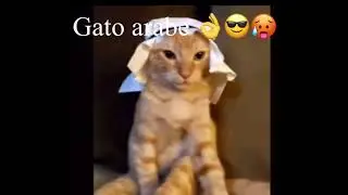 Gato arabe 😎👌🥵