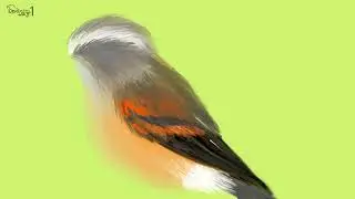 Brown backed Chat Tyrant 갈색등산적딱새 그리기