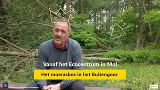 Moerasbos vlonderpad in het Buitengoor aan het Ecocentrum van Mol