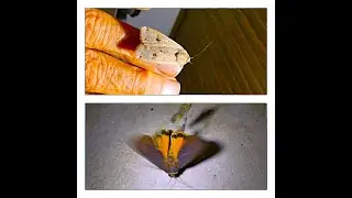 Noctua pronuba At first she was free  Then she was caught in a spider's web