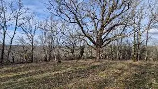 Paysage Nature Forêt Full HD