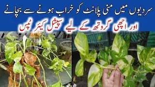 My secret trick to protect money plant in winter|best caring tips for money plant in winter
