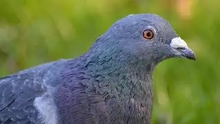 Did Google Pigeon Algorithm Update 2014 Affect Your Business Listings? Here's What To Do
