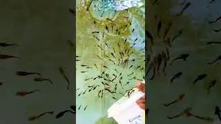 Guppy fish 🐠 #freshwateraquarium