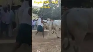 Ongole Bulls 🐂race | 8 lacks per each bull | 2022 | Kudavaluru Bestapalli | #trending #bulls #race