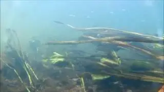 Обзор и водный тест Экшн камеры EKEN 9H 4K Ultra HD,