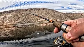 Hard Fighting Rainbow Trout Of Pleasant Valley Reservoir #Bishop #fishing #395