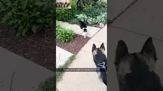 Cat&rsquo;s Epic Toy Destruction! ?? #cat #cute #funny #shorts #fypシ #catlover #funnycats #pet