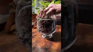 Would you try this DIY setup? 🌿 #houseplants #plantcare #plantlover #plantsofyoutube #diy #tutorial