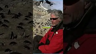 The Real Story Behind the Viral Penguin Video _ 2007 Antarctica Documentary Explained #shorts
