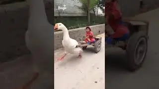 swan ride