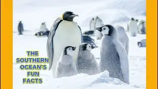 THE SOUTHERN OCEAN&rsquo;s FUN FACTS| News for kids