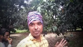 Mango Garden In Villege-Ashish diary