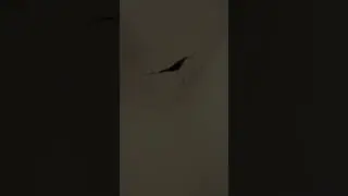 Lath and plaster ceiling collapse caught on camera