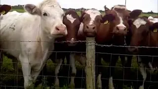 Fusion Inspire: Singing with Cows