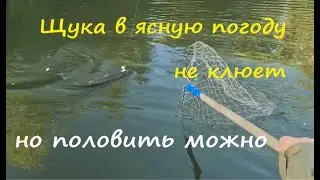 Как наловить щук в ясный день, когда они не клюют.